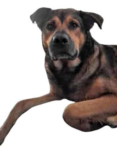 Oso Mimoso, 1 Añito Y 9 Meses, Puro Mimos Y Amor, Cachorrón