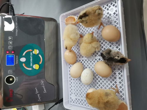 Imagen 2 de 6 de Incubadora De Huevos Digital Automática 12 Huevos