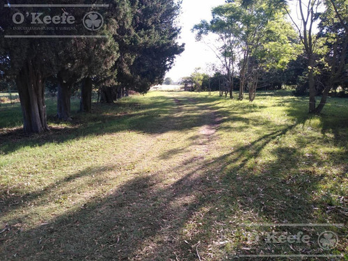 Imagen 12 de 29 de Chacra Agricola En Venta 32 Has- San Pedro