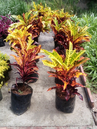 Plantas Garbancillos