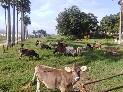 Imagen 8 de 29 de Finca Ganadera Y Agricola En Venta En Bejuma, Edo Carabobo 04121994409