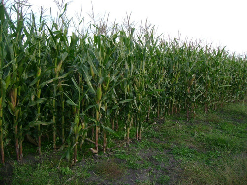 Campo En Venta En Chascomús - 183 Hectáreas Agrícola