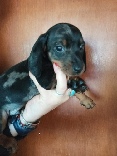 Salchichas Mini Kaninchen