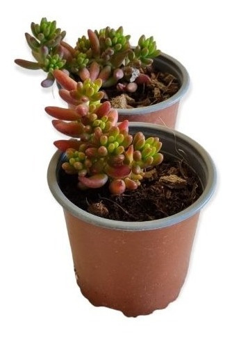 Suculentas Sedum Rubrotinctum Aurora O Nariz De Payaso