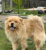 Comprar Cachorro Husky Siberiano Cruza Chow Chow