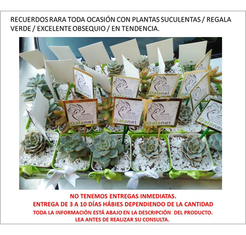 Plantas Suculenta Recuerdos Bautizo Boda Comunion Yute Bolsa