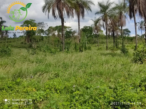 Imagem 5 de 15 de Fazenda À Venda Em Dois Irmãos - To - 561,44 Hectares (pecuária) - 2084