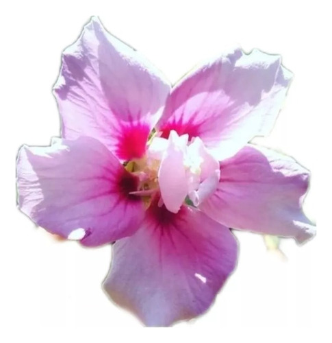 Altea, Rosa De Siria Hibiscus Syriacus 4lts