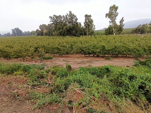 Campo, Terreno Agrícola, En Venta, 57,1ha, Chimbarongo