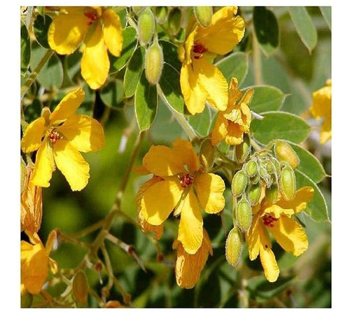 Davids Garden Seeds Flower Native Texas Velvet Leaf Senna 2