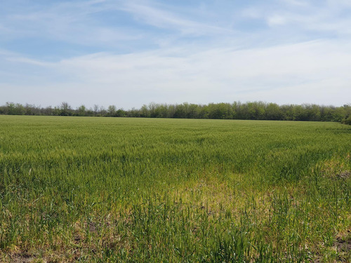 Campo En Rosario Del Tala