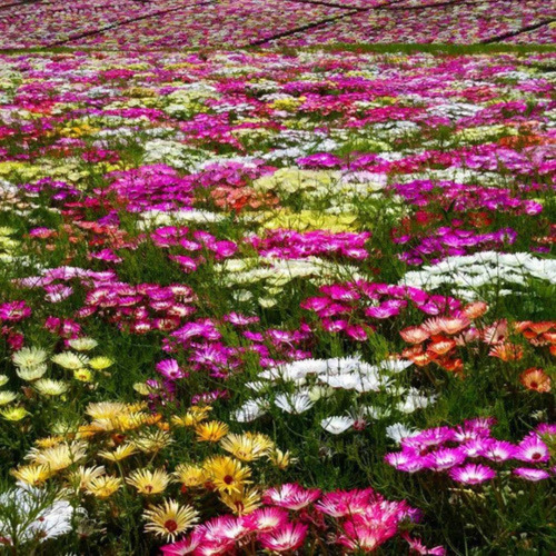 Imagen 4 de 5 de 40 Semillas De Rayito De Sol - Ficoide Mix - Flor Premium
