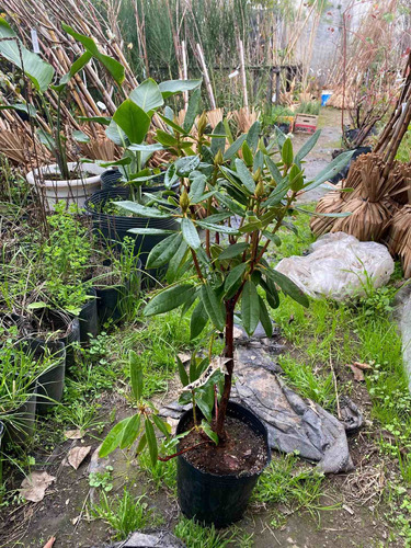 Rhododendron Catawbiense Grandiflora 10 Lts