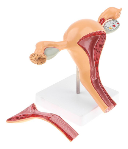 Modelo Anatômico Do Órgão Reprodutor Feminino, Útero, Vagina