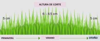 Imagen 5 de 6 de Semillas Césped Festuca Perenne - Alto Tránsito - Hoja Media