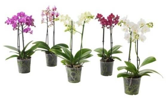 Orquideas Phalaenopsis 5 Por 49 90 | MercadoLivre 📦