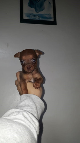 Cachorros Raza De Perro Pincher Mascotas Rionegro