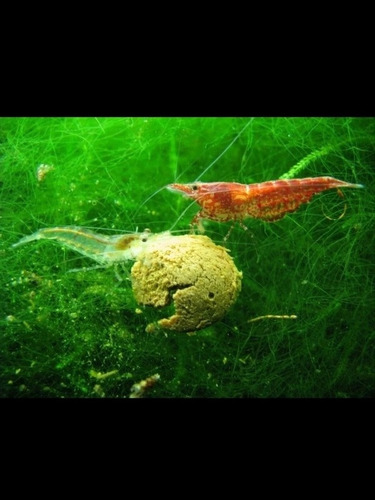Imagen 2 de 2 de Helecho De Sumatra Planta Acuario