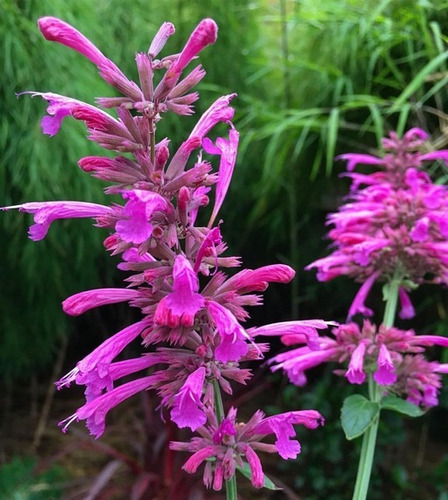 20 Semillas De Agastache Mexicano Toronjil Morado