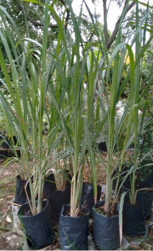 Pasto Limón O Citronella Planta