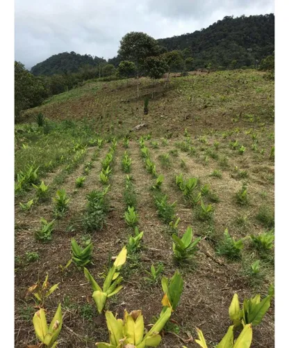 Vendo Fk 400 Cuadras Aptas Para Hass Pueblo Rico (risaralda)