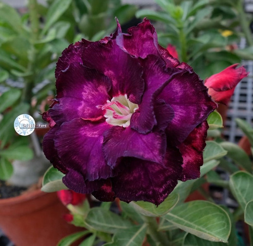 Kit 60 Sementes Rosas Do Deserto E Raras P Mudas Em Jardim