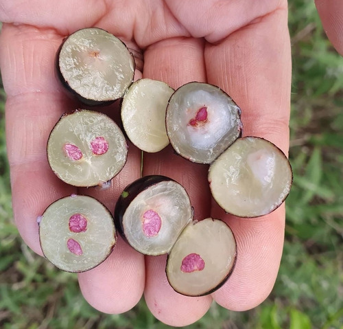 1 Arbolito De Jaboticaba (jaboticabeiro) De Brasil (dulce)