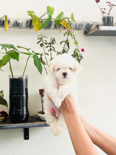 Cachorros Bichon Maltes Padres Pedigre A1 Mascota De Casa