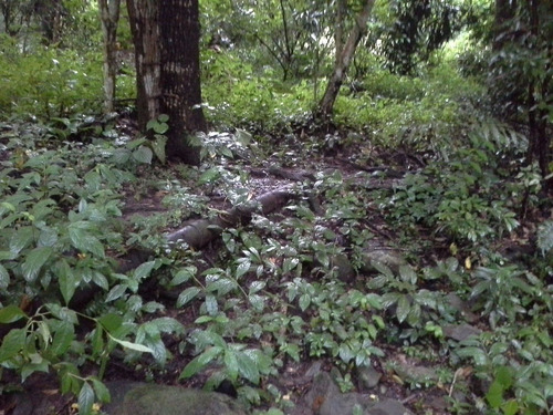 Imagen 10 de 14 de Terreno De Abangares