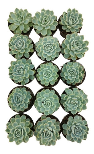 Echeveria Elegans 15 Pzas