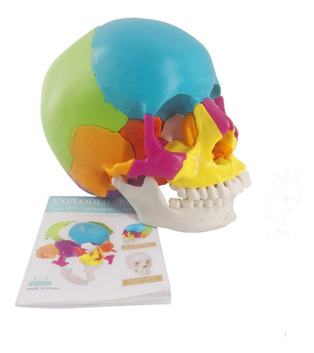 Craneo Humano Desarmable 22 Piezas A Colores
