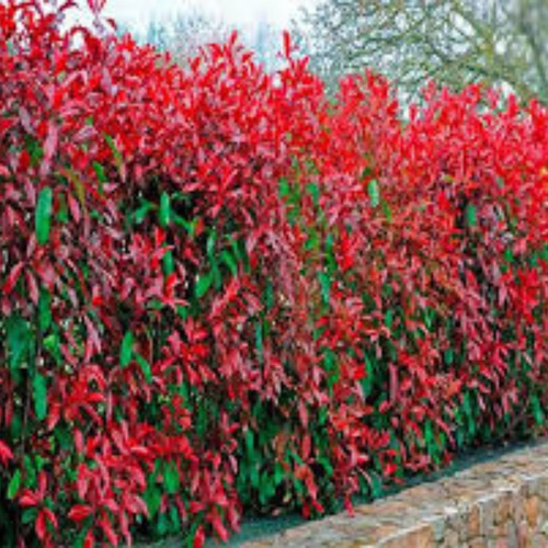 Photinia Cerco Vivo 1,70mt, 20lt, Rap.creci. - Huella Jardin