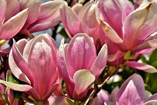 Magnolia Japonica 50cm