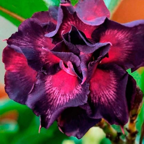 Imagem 6 de 10 de Mix De Rosas Do Deserto Enxertadas - 5 Unidades