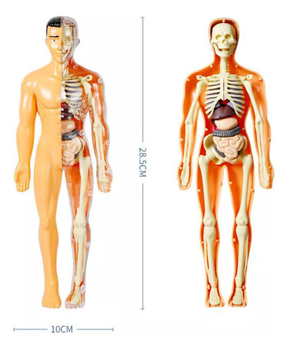 Kit De Maqueta De Torso De Cuerpo Humano 3d Science De 1 Pie