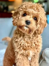Comprar Maltipoo Cachorros Cafe O Apricot