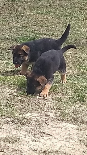 Imagen 2 de 2 de Pastor Alemán Precio Especial Mascotas Rionegro Medellín