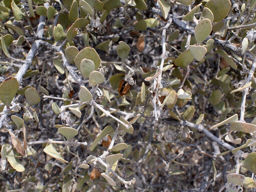 10 Semillas De Jojoba - Simmondsia Chinensis