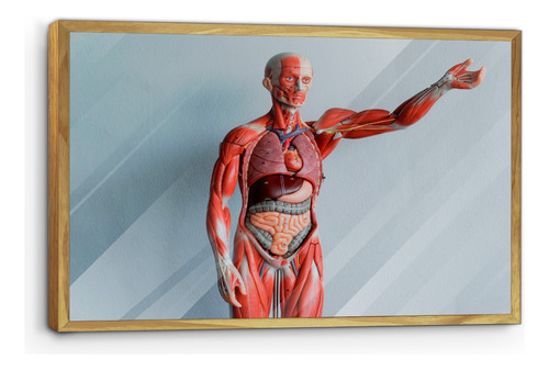 Marco De Madera Con Poster Anatomia Del Cuerpo Human 45x70cm