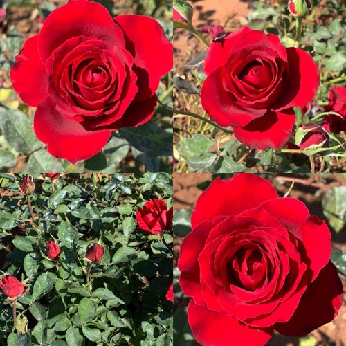 Kit De 05 Mudas De Rosas Sem Espinhos Variadas T5