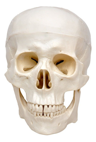 Crânio Humano Tamanho Natural Em 5 Pts, Anatomia