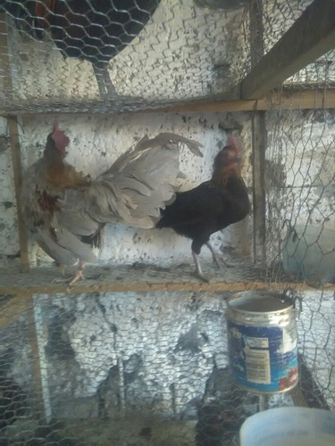 Gallos Y Gallinas Kikiriki Pata Corta Mercado Libre Gallos Y Gallinas Kikiriki Pata Corta Mercado Libre