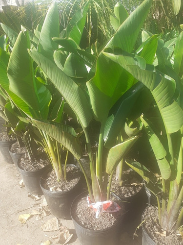 Imagen 9 de 9 de Strelitzia Nicolai (ave Del Paraíso Gigante) 15lts