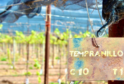 Greenwood Vende Inmaculada Finca En El Departamento De San Martin, Tres Porteña.