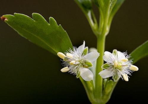 Sementes De Vassourinha Doce Tapixaba Scoparia Dulcis L
