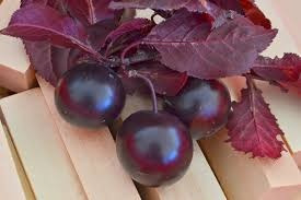 Ciruela Roja Árbol , Ciruelo - Cerezo , Ya Produce , 3 M