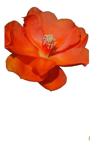 No Semilla Pereskia Bleo Flor Anaranjada Envío Gratis!!
