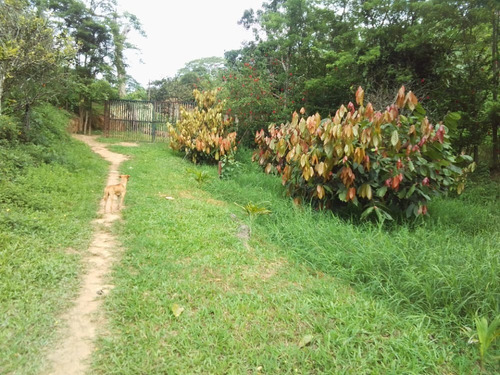 Imagen 9 de 10 de Finca En Sector Las Palmas Cod. Indif-067
