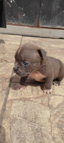 Imagem 2 de 2 de Filhote De American Bully Exótico Com Pedigree Ibc