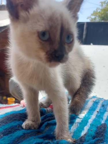 Siames, Gatitos